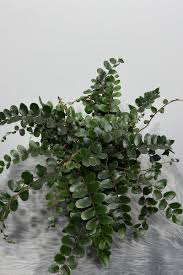 Image result for Pellaea dura