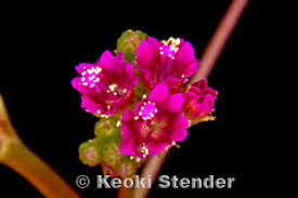 Image result for Boerhavia coccinea