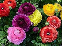 Maybe you would like to learn more about one of these? Fiori Che Sembrano Peonie Nome Foto Con Descrizione Ranuncolo Consigli 2021
