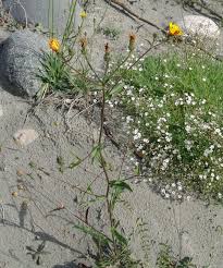 Image result for Gyrodoma hispida