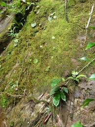 Image result for Utricularia striatula