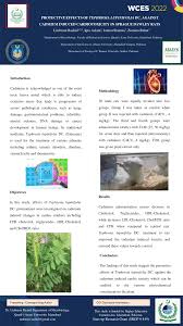 Image result for Tephrosia lupinifolia