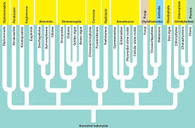 Taxonomy And Phylogeny Amoeba Proteus