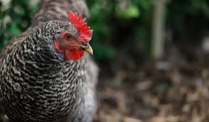 Maybe you would like to learn more about one of these? 23 Fun Facts About The Plymouth Rock Chicken Farmhouse Guide