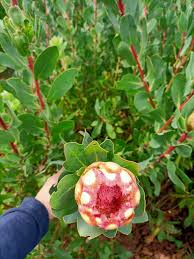 Image result for Ipomoea protea