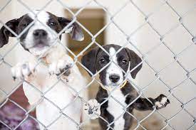 217 landing road westbrook, maine 04092 phone: For Shelter Dogs From Away Door S Wide Open In Maine Portland Press Herald