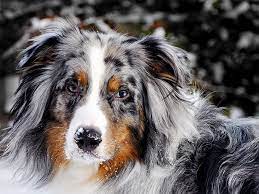 Australian Shepherd Dog Breed Information Pictures Characteristics Facts Dogtime