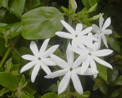 Image result for Jasminum pauciflorum