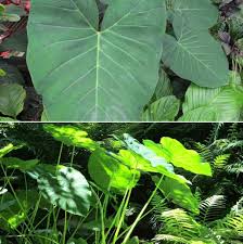Maybe you would like to learn more about one of these? Big Leaf Plants List A Complete Information Gardening Tips