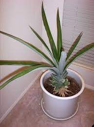 Growing Pineapples As A House Plant Indoors Phoenix Arizona Bromeliaceae Plants Pineapple Planting Plant Roots