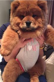 What Is Hypoallergenic Dog Breeds Pampered Dogs Hypoallergenic Dog Breed Hypoallergenic Dogs