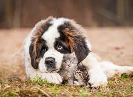 Pet care center 3220 n. Veterinarian In Endicott Ny Dickin Memorial Animal Hospital