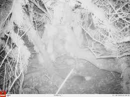 Image result for Sclerodactylon macrostachyum