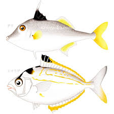 ギマ ヒイラギイラスト fish pet fish pets
