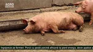 Bani în plus pentru eradicarea pestei porcine. Cum AratÄƒ Un Porc Bolnav De PestÄƒ PorcinÄƒ Youtube