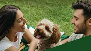 Día Mundial del Perro: Celebrando a Nuestros Compañeros de Cuatro Patas
