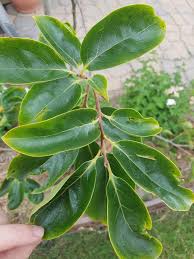 We did not find results for: Help Identifying Issue With Fuyu Persimmon Leaves General Fruit Growing Growing Fruit