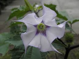 Image result for Datura