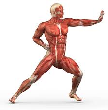 اصول هفده‌گانه‌ی آمادگی جسمانی برای ورزشکاران | طرفداری