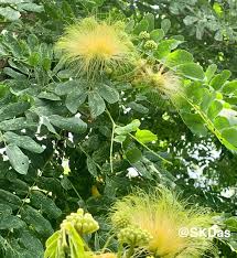 Image result for Albizia odoratissima