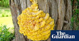 Poor hygiene mostly causes the yellow fungus infection and getting rid of old food and faeces helps in containing its spread. Yellow And Rubbery Not A Duck But A Chicken Of The Woods Fungi The Guardian