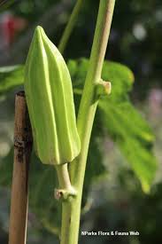 Image result for Abelmoschus