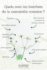 Quels Sont Les Bienfaits De La Camomille Romaine En 2020 Plantes Aromatiques Et Medicinales Camomille Romaine Herboristerie