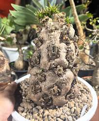 Image result for Euphorbia mlanjeana