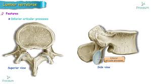 Image result for Lumbar vertebrae