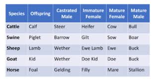 Basic Livestock Terms Memory Game By Ag Teaching Made Easier Tpt