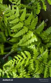 Image result for Hypolepis