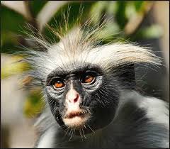 Explore Funy Animal Lol Animals Wallpapers Free Funny Animal Faces Funny Animals Animals