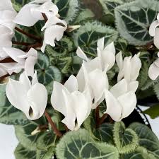 Silver leaf plant white flowers. Cyclamen Metis Pure White Silver Leaf