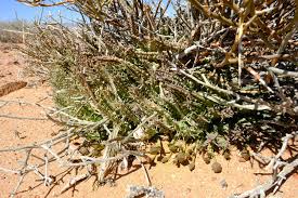 Image result for Tridentea marientalensis