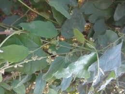 Image result for Cocculus hirsutus