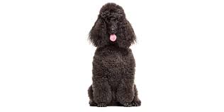 How To Groom A Poodle | Groomers Online