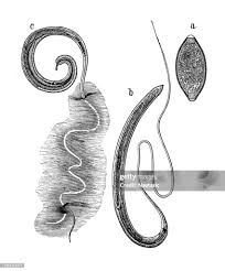 Image result for Whipworm