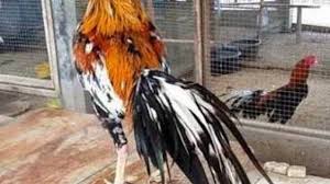 Melatih mental ayam sebaiknya dimulai dari dini sejak ayam berumur 3 sampai 4 bulan. 6 Tanda Ayam Bangkok Siap Bertarung Dilihat Dari Berbagai Hal Arenahewan Com