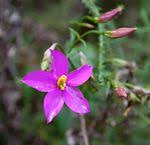 Image result for Chironia krebsii