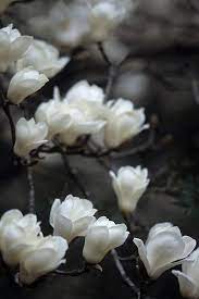 Magnolia 4 Beautiful Flowers Pretty Flowers Love Flowers