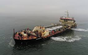 Image result for Cyperus longicarpus