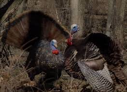 Otherwise, the tom may stay on the roost; Calls Decoys For Spring Turkey Hunting Cabela S