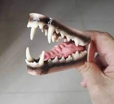 Dental Canine Jaw Teeth Tongue Model Vet Anatomy Coyote Wolf Display Study Teac Ebay