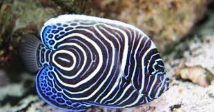 Black And White Striped Angelfish Juvenile Emperor Angelfish Juveniles Are Dark Blue With Electric Blue And White Rings Adults Have Yellow And B Angel Fish Tropical Fish Pictures Colorful Fish