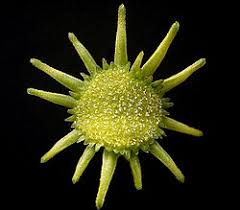 Image result for Dorstenia