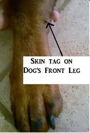 Great savings free delivery / collection on many items. Facts About Skin Tags On Dogs And Their Removal Pethelpful By Fellow Animal Lovers And Experts