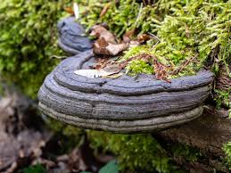Pilze schaden dem baum, denn sie bauen die stämme, äste und stümpfe des baumes ab. Zunderschwamm Wikipedia