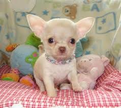 Toy Chihuahua Puppies Female Chihuahua Puppies Available 350 00 Quality Chihuahua Puppies Chihuahua Puppies Baby Chihuahua Cute Baby Animals