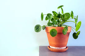 When you have, here is how you can take good care of this plant. Chinese Money Plant Tips How To Care For A Pilea Peperomioides