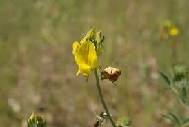 Image result for Crotalaria podocarpa